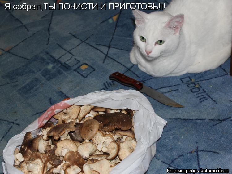 Я собрал,ТЫ ПОЧИСТИ И ПРИГОТОВЬ!!!... Котоматрица: Я собрал,ТЫ ПОЧИСТИ И ПРИГОТОВЬ!!!