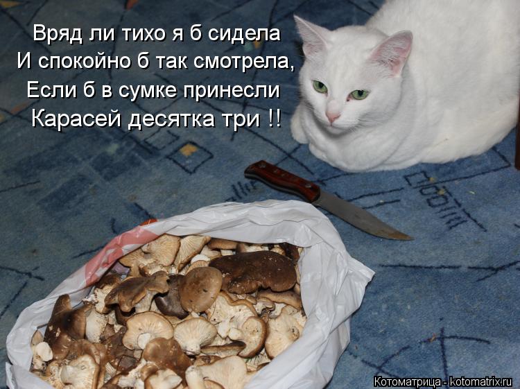 Вряд ли тихо я б сидела И спокойно б так смотрела, Если б в сумке принесли Карасей десятка три !!... Котоматрица: Вряд ли тихо я б сидела И спокойно б так смотрела, Если б в сумке принесли Карасей десятка три !!