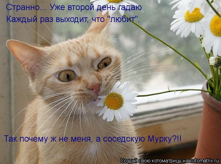 Странно... Уже второй день гадаю Каждый раз выходит, что "любит". Так почему ж не меня, а соседскую М... Котоматрица: Странно... Уже второй день гадаю Каждый раз выходит, что "любит". Так почему ж не меня, а соседскую Мурку?!!