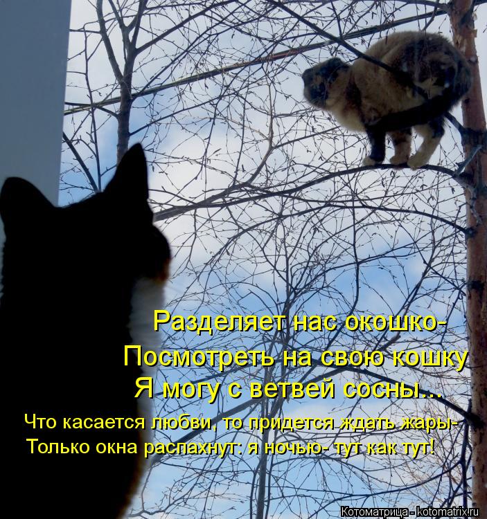 Разделяет нас окошко- Посмотреть на свою кошку Я могу с ветвей сосны... Что касается любви, то придет... Котоматрица: Разделяет нас окошко- Посмотреть на свою кошку Я могу с ветвей сосны... Что касается любви, то придется ждать жары- Только окна распахнут: я н