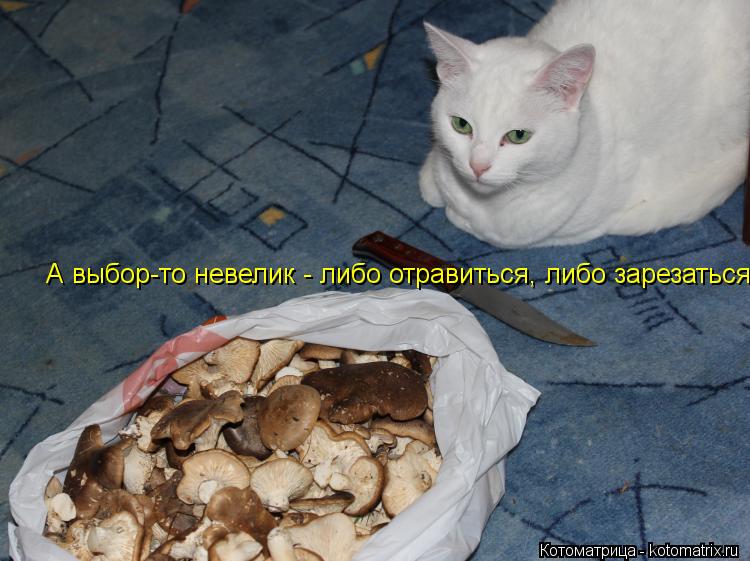 А выбор-то невелик - либо отравиться, либо зарезаться... Котоматрица: А выбор-то невелик - либо отравиться, либо зарезаться