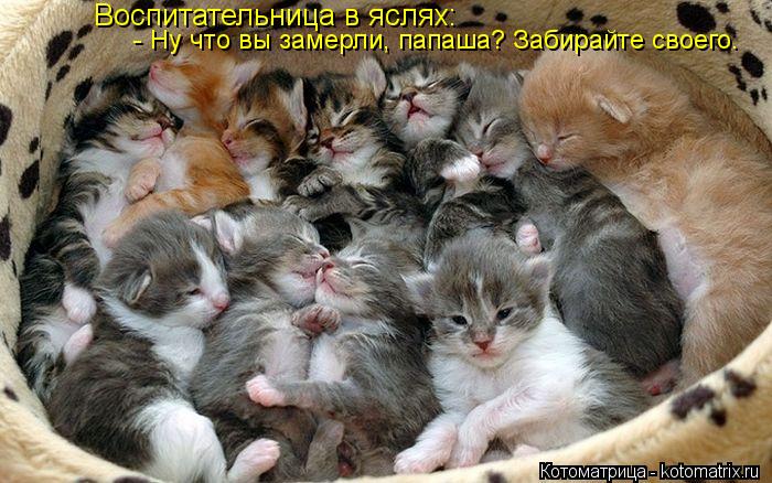 Воспитательница в яслях: - Ну что вы замерли, папаша? Забирайте своего.... Котоматрица: Воспитательница в яслях: - Ну что вы замерли, папаша? Забирайте своего.