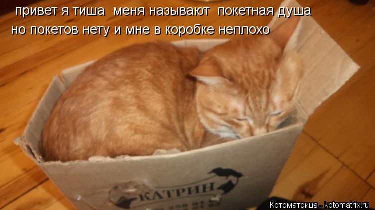 привет я тиша меня называют покетная душа но покетов нету и мне в коробке неплохо... Котоматрица: привет я тиша меня называют покетная душа но покетов нету и мне в коробке неплохо