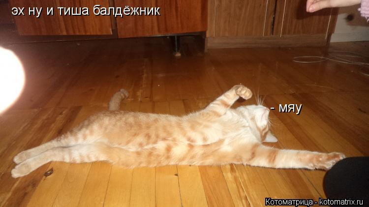эх ну и тиша балдёжник - мяу... Котоматрица: эх ну и тиша балдёжник - мяу