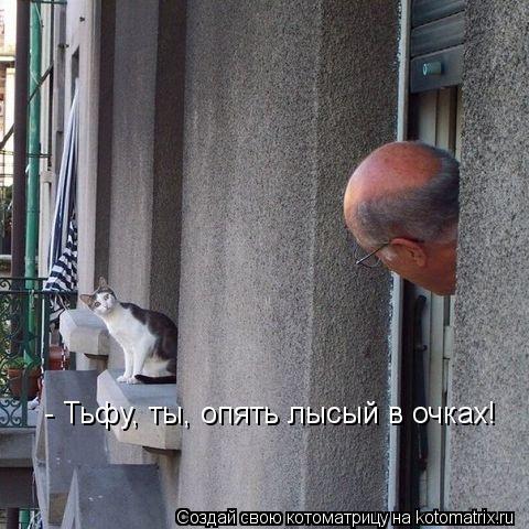 - Тьфу, ты, опять лысый в очках!... Котоматрица: - Тьфу, ты, опять лысый в очках!