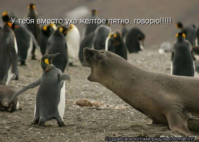 У тебя вместо уха желтое пятно, говорю!!!!!... Котоматрица: У тебя вместо уха желтое пятно, говорю!!!!!