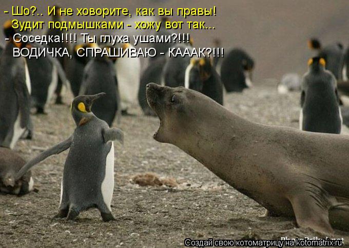 Котоматрица: - Шо?.. И не ховорите, как вы правы! Зудит подмышками - хожу вот так... - Соседка!!!! Ты глуха ушами?!!! ВОДИЧКА, СПРАШИВАЮ - КАААК?!!!