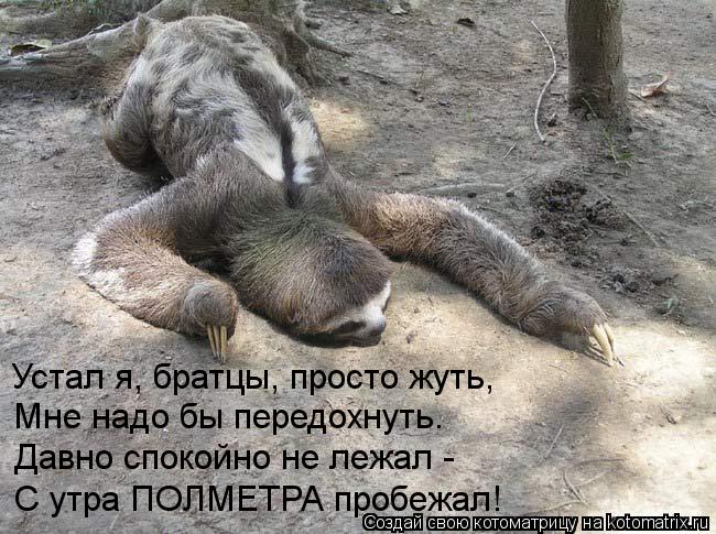 Устал я, братцы, просто жуть, Мне надо бы передохнуть. Давно спокойно не лежал - С утра ПОЛМЕТРА про... Котоматрица: Устал я, братцы, просто жуть, Мне надо бы передохнуть. Давно спокойно не лежал - С утра ПОЛМЕТРА пробежал!
