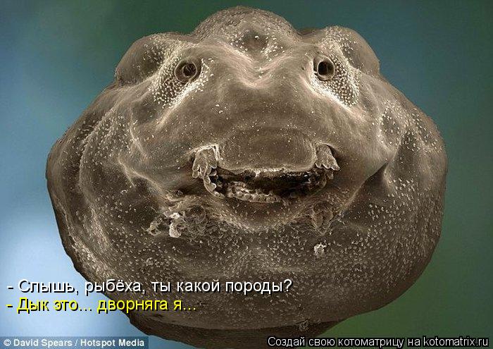 - Слышь, рыбёха, ты какой породы? - Дык это... дворняга я...... Котоматрица: - Слышь, рыбёха, ты какой породы? - Дык это... дворняга я...