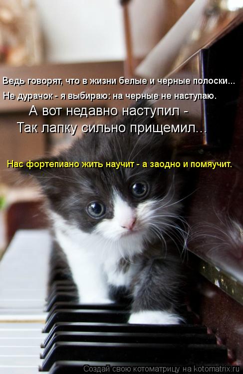 Не дурачок - я выбираю: на черные не наступаю. Ведь говорят, что в жизни белые и черные полоски... А ... Котоматрица: Не дурачок - я выбираю: на черные не наступаю. Ведь говорят, что в жизни белые и черные полоски... А вот недавно наступил - Так лапку сильно при