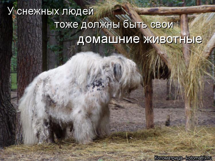 Котоматрица: У снежных людей тоже должны быть свои домашние животные