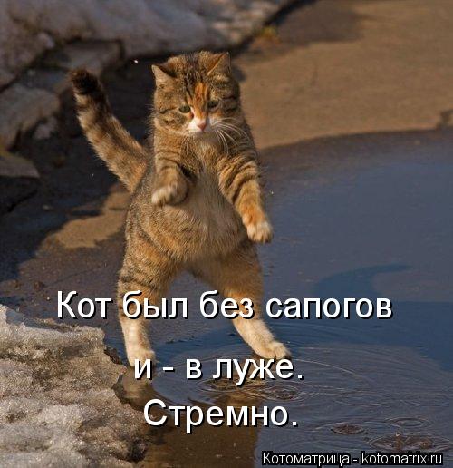 и - в луже. Кот был без сапогов Стремно.... Котоматрица: и - в луже. Кот был без сапогов Стремно.