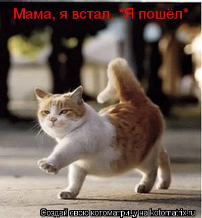Мама, я встал. *Я пошёл*... Котоматрица: Мама, я встал. *Я пошёл*