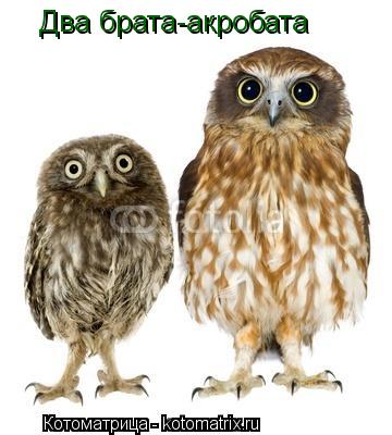 Два брата-акробата... Котоматрица: Два брата-акробата