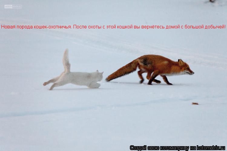 Новая порода кошек-охотничья. После охоты с этой кошкой вы вернётесь домой с большой добычей!... Котоматрица: Новая порода кошек-охотничья. После охоты с этой кошкой вы вернётесь домой с большой добычей!