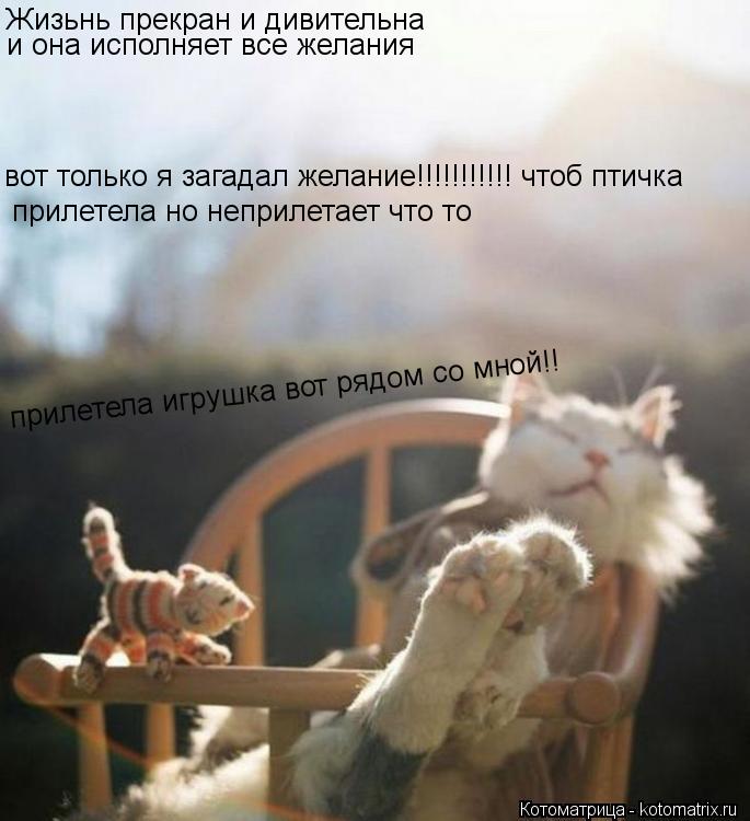 Жизьнь прекран и дивительна и она исполняет все желания вот только я загадал желание!!!!!!!!!!! чтоб ... Котоматрица: Жизьнь прекран и дивительна и она исполняет все желания вот только я загадал желание!!!!!!!!!!! чтоб птичка прилетела но неприлетает что то при