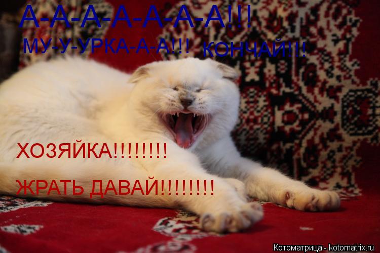 А-А-А-А-А-А-А!!! МУ-У-УРКА-А-А!!! КОНЧАЙ!!! ХОЗЯЙКА!!!!!!!! ЖРАТЬ ДАВАЙ!!!!!!!!... Котоматрица: А-А-А-А-А-А-А!!! МУ-У-УРКА-А-А!!! КОНЧАЙ!!! ХОЗЯЙКА!!!!!!!! ЖРАТЬ ДАВАЙ!!!!!!!!