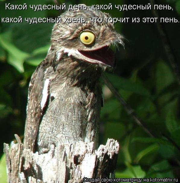 Какой чудесный день, какой чудесный пень, какой чудесный хрень, что торчит из этот пень.... Котоматрица: Какой чудесный день, какой чудесный пень, какой чудесный хрень, что торчит из этот пень.