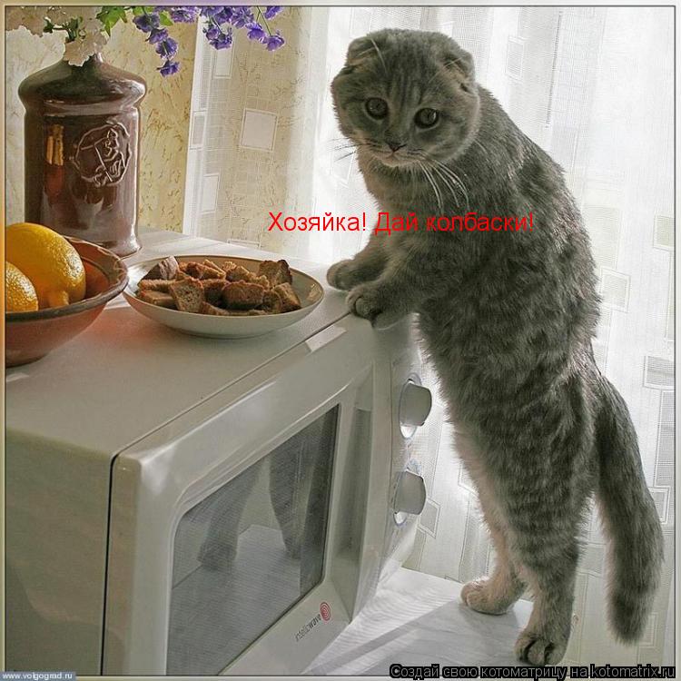 Хозяйка! Дай колбаски!... Котоматрица: Хозяйка! Дай колбаски!