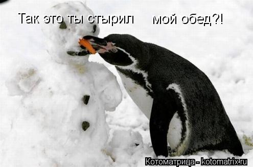 Так это ты стырил мой обед?!... Котоматрица: Так это ты стырил мой обед?!