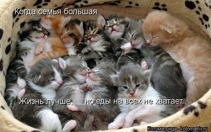 Когда семья большая Жизнь лучше, но еды на всех не хватает..... Котоматрица: Когда семья большая Жизнь лучше, но еды на всех не хватает..