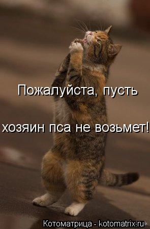 Пожалуйста, пусть хозяин пса не возьмет!... Котоматрица: Пожалуйста, пусть хозяин пса не возьмет!