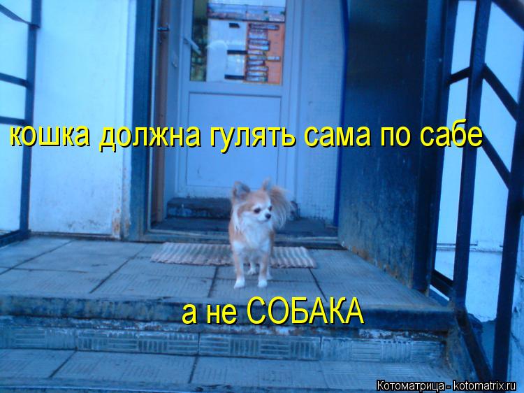 кошка должна гулять сама по сабе а не СОБАКА... Котоматрица: кошка должна гулять сама по сабе а не СОБАКА