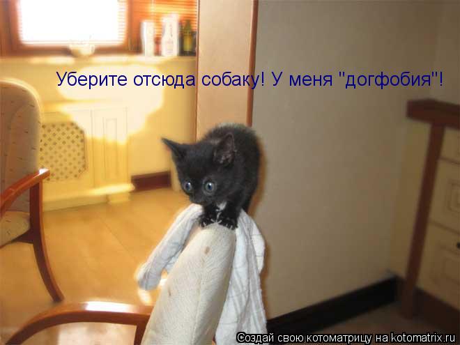 Уберите отсюда собаку! У меня "догфобия"!... Котоматрица: Уберите отсюда собаку! У меня "догфобия"!