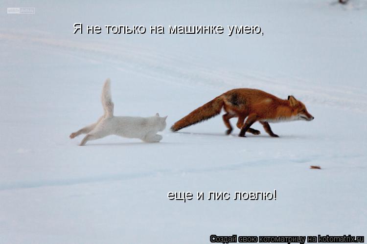 Котоматрица: Я не только на машинке умею, еще и лис ловлю!