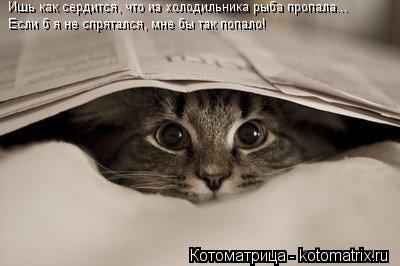 Котоматрица: Ишь как сердится, что из холодильника рыба пропала... Если б я не спрятался, мне бы так попало!