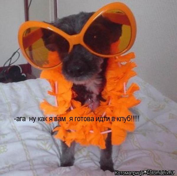 Котоматрица: -ага  ну как я вам  я готова идти в клуб!!!!!