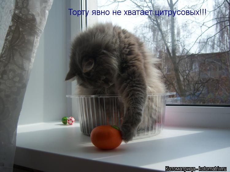Торту явно не хватает цитрусовых!!!... Котоматрица: Торту явно не хватает цитрусовых!!!
