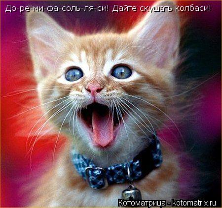 Котоматрица: До-ре-ми-фа-соль-ля-си! Дайте скушать колбаси!