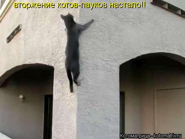 Котоматрица: вторжение котов-пауков настало!!