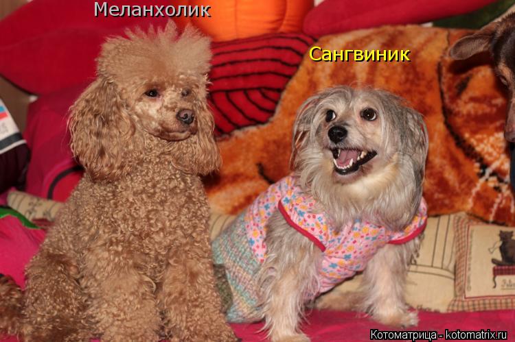 Котоматрица: Сангвиник Меланхолик