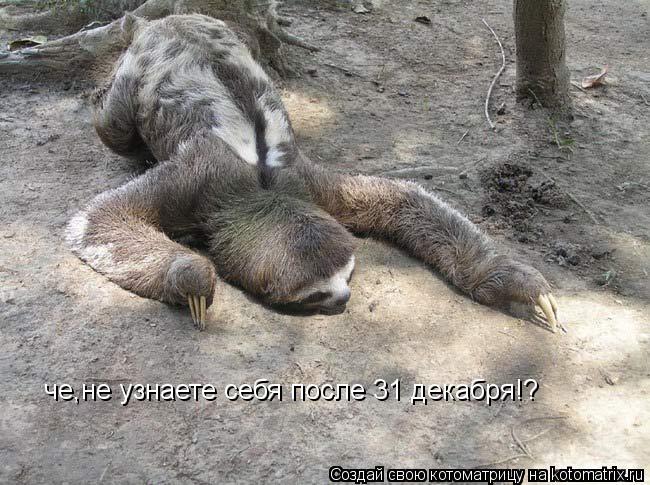 Котоматрица: че,не узнаете себя после 31 декабря!?