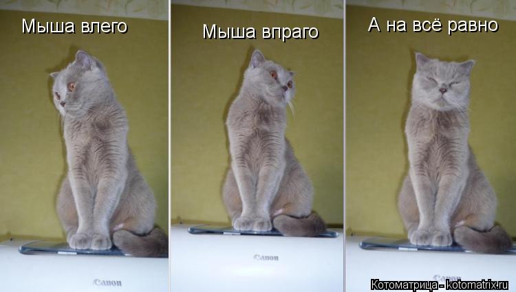 Котоматрица: Мыша влего Мыша впраго Мыша впраго А на всё равно