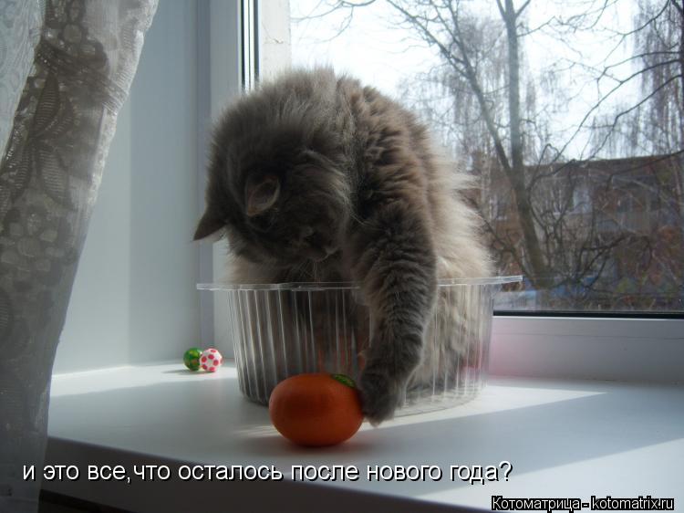 Котоматрица: и это все,что осталось после нового года?