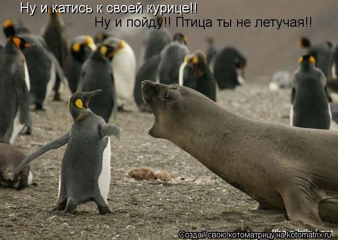 Котоматрица: Ну и катись к своей курице!! Ну и пойду!! Птица ты не летучая!!