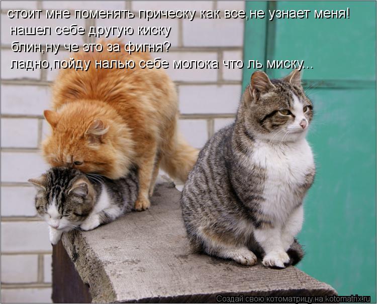 Котоматрица: стоит мне поменять прическу как все,не узнает меня!нашел себе другую кису стоит мне поменять прическу как все,не узнает меня! нашел себе дру