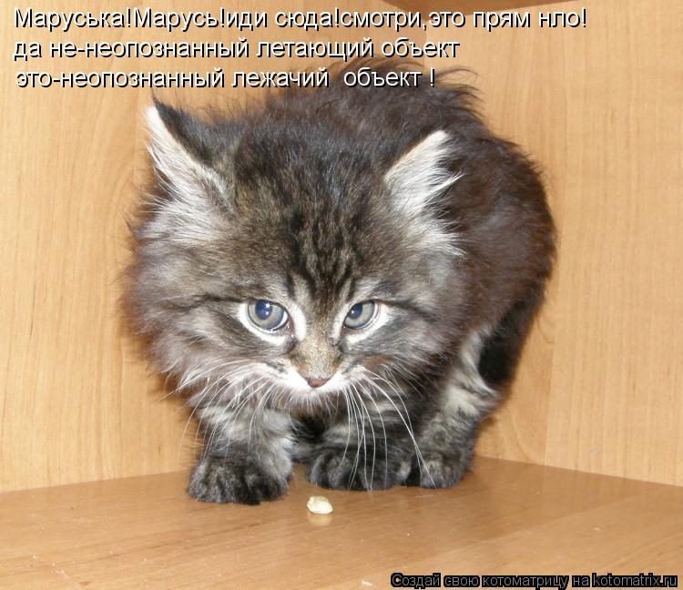 Котоматрица: Маруська!Марусь!иди сюда!смотри,это прям нло! да не-неопознанный летающий объект  это-неопознанный лежачий  объект !