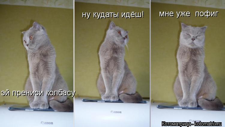 Котоматрица: эй прениси колбасу ну кудаты идёш! мне уже  пофиг