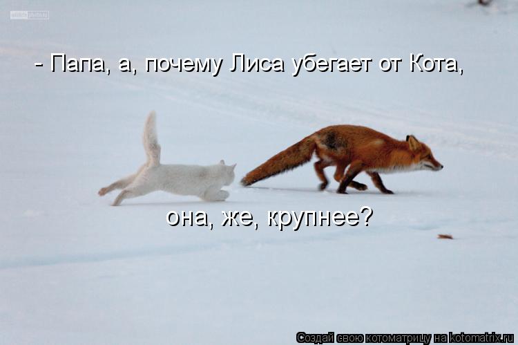 Котоматрица: - Папа, а, почему Лиса убегает от Кота,  она, же, крупнее?
