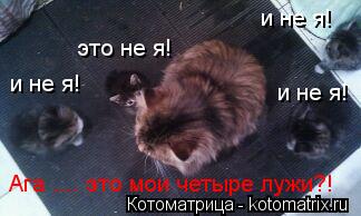 Котоматрица: это не я! и не я! и не я! и не я! Ага .... это мои четыре лужи?!