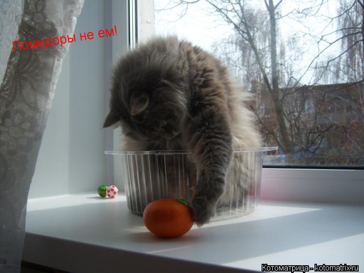Котоматрица: Помидоры не ем!