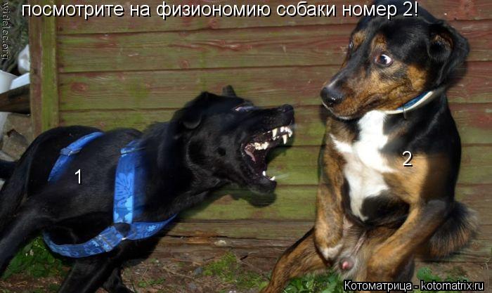 Котоматрица: посмотрите на физиономию собаки номер 2! 1 2
