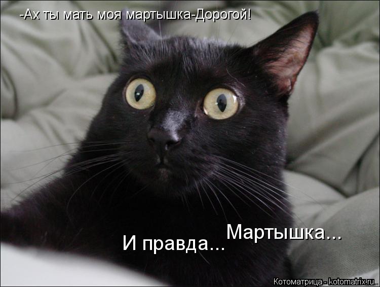 Котоматрица: -Ах ты мать моя мартышка-Дорогой! Мартышка... И правда...