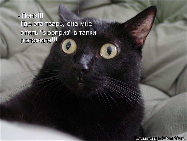 Котоматрица: - Лена!!! Где эта тварь, она мне опять "сюрприз" в тапки положила!!!