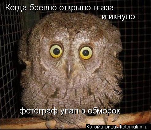 Котоматрица: Когда бревно открыло глаза и икнуло... фотограф упал в обморок