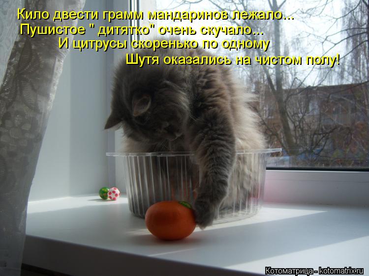 Котоматрица: Кило двести грамм мандаринов лежало... Пушистое " дитятко" очень скучало... И цитрусы скоренько по одному Шутя оказались на чистом полу!